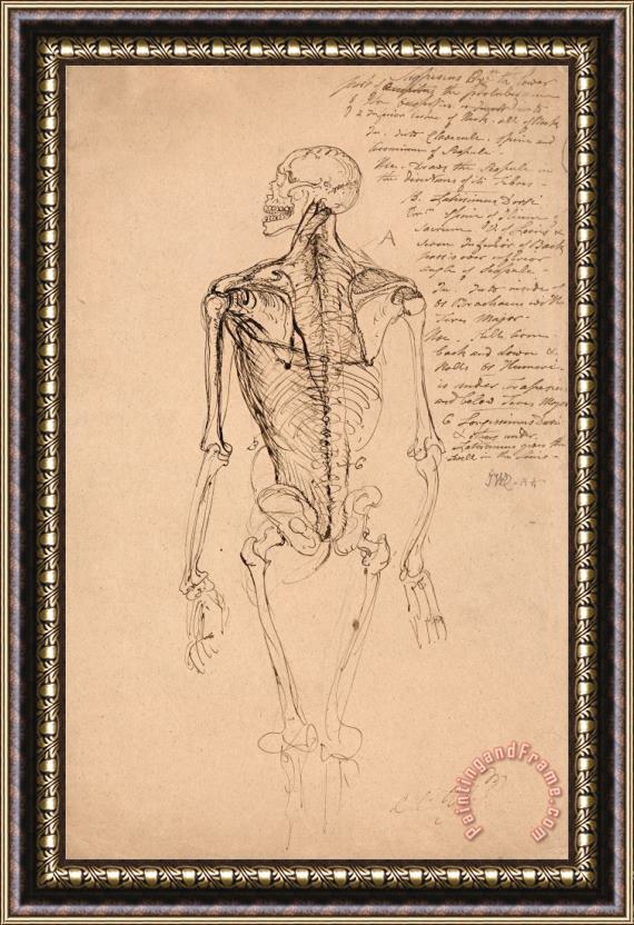 James Ward Drawing of a Man's Skeleton Framed Painting