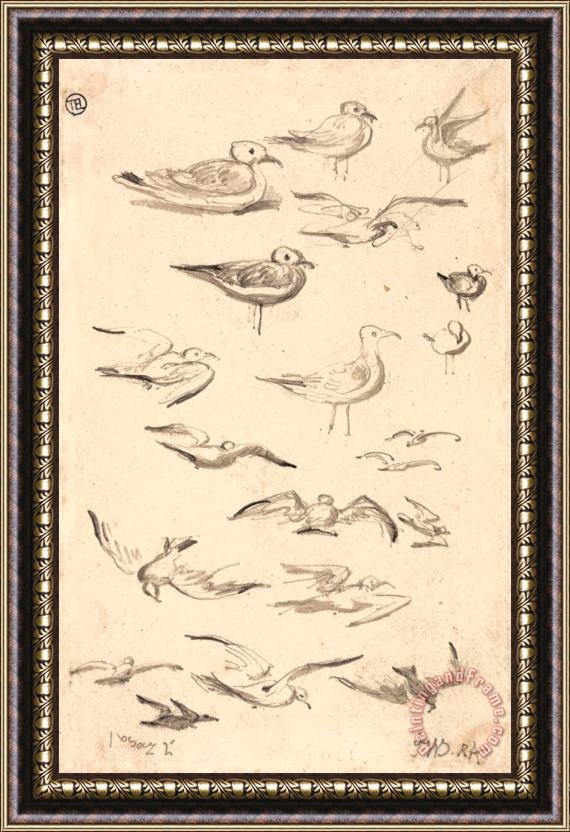 James Ward Studies of Gulls Framed Print