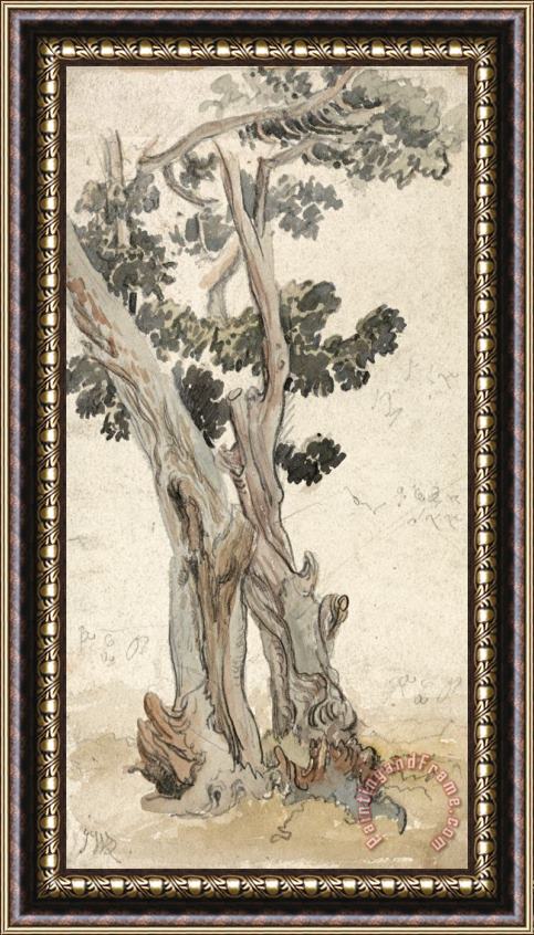 James Ward Study of a Tree Framed Print