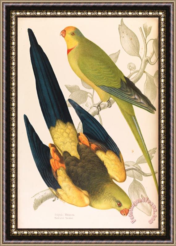James Whitley Sayer Black Tailed Parrakeet, Polytelis Melanura And Green Leek Parakeet, Polytelis Barranandi Framed Print