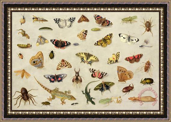 Jan Van Kessel A Study Of Insects Framed Painting