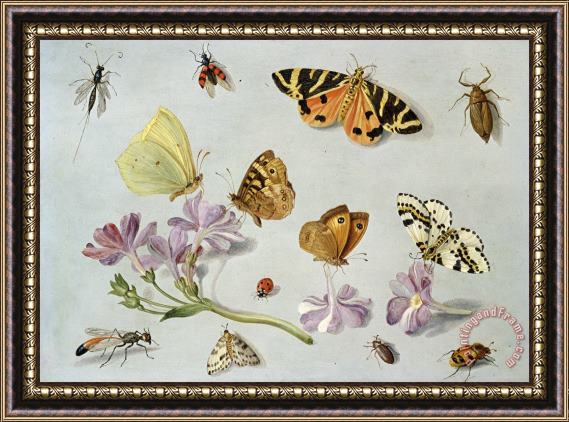 Jan Van Kessel Butterflies Framed Painting