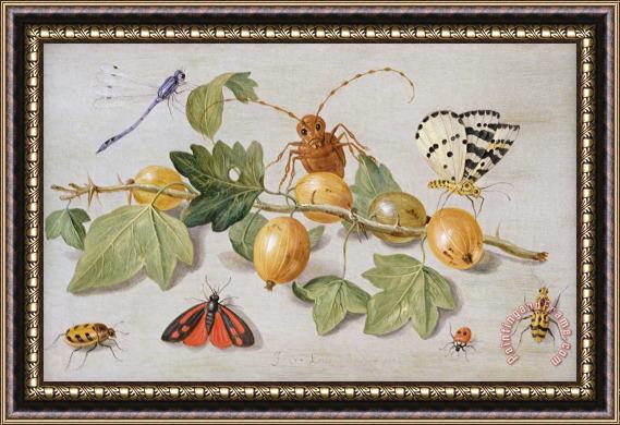 Jan Van Kessel Still Life Of Branch Of Gooseberries Framed Print