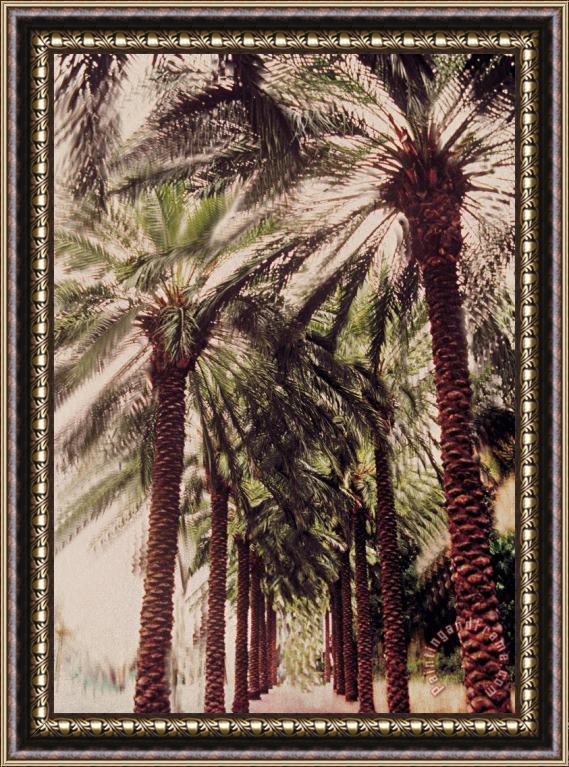 Jeanette Korab Palmtree Framed Painting