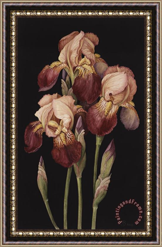 Jenny Barron Irises Framed Print