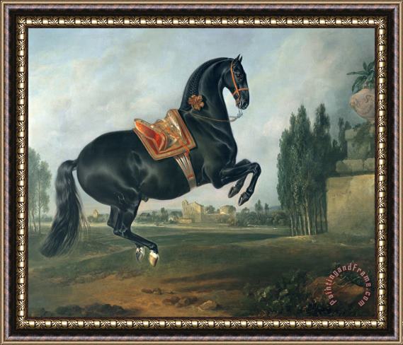 Johann Georg Hamilton A black horse performing the Courbette Framed Print