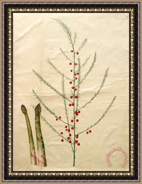 Johannes Simon Holtzbecher Asparagus Officinalis Framed Print
