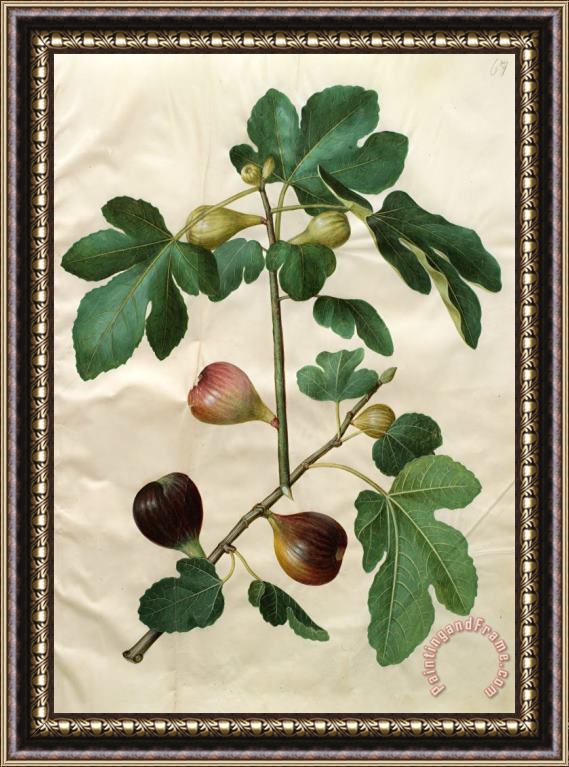 Johannes Simon Holtzbecher Ficus Carica Framed Print