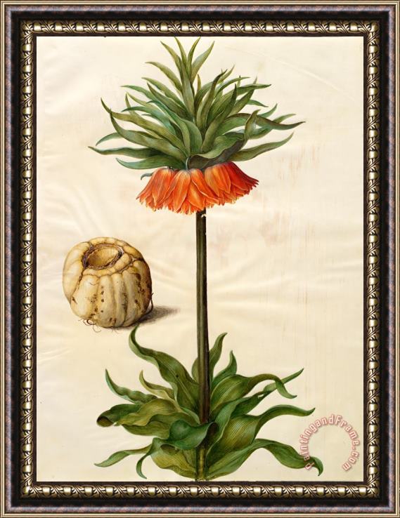 Johannes Simon Holtzbecher Fritillaria Imperialis Framed Painting