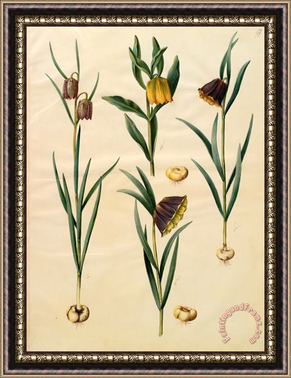 Johannes Simon Holtzbecher Fritillaria Meleagris; Fritullaria Lutea Eller Fritullaria Latifolia Var Lutea; Fritillaria Pyrenaic Framed Painting
