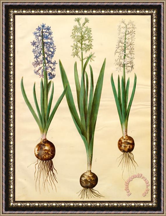 Johannes Simon Holtzbecher Hyacinthoides Orientalis Simp Et Pl Framed Painting