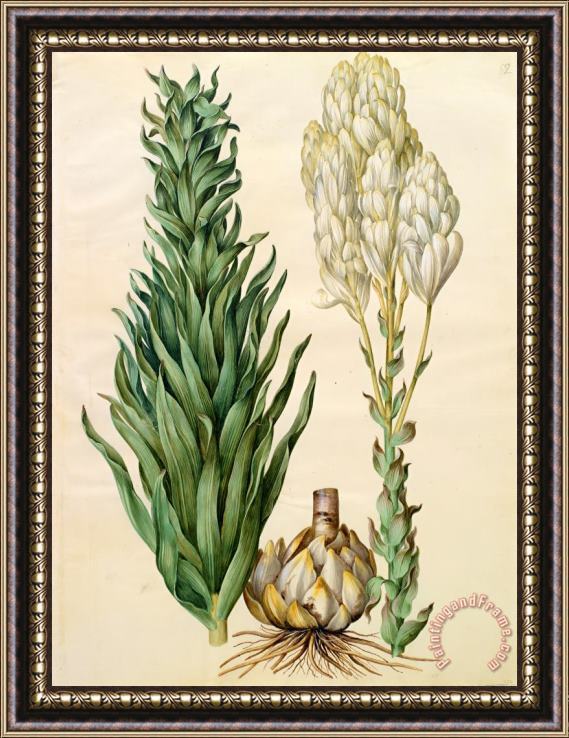 Johannes Simon Holtzbecher Lilium Candidum Monstrosum Framed Print
