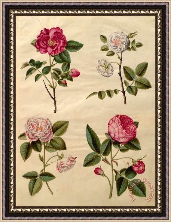 Johannes Simon Holtzbecher Rosa Gallica Framed Print