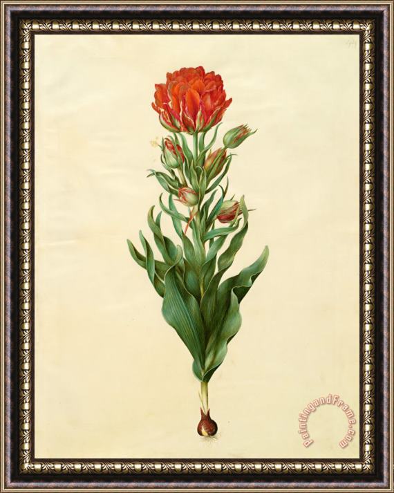 Johannes Simon Holtzbecher Tulipa Gesneriana 2 Framed Painting
