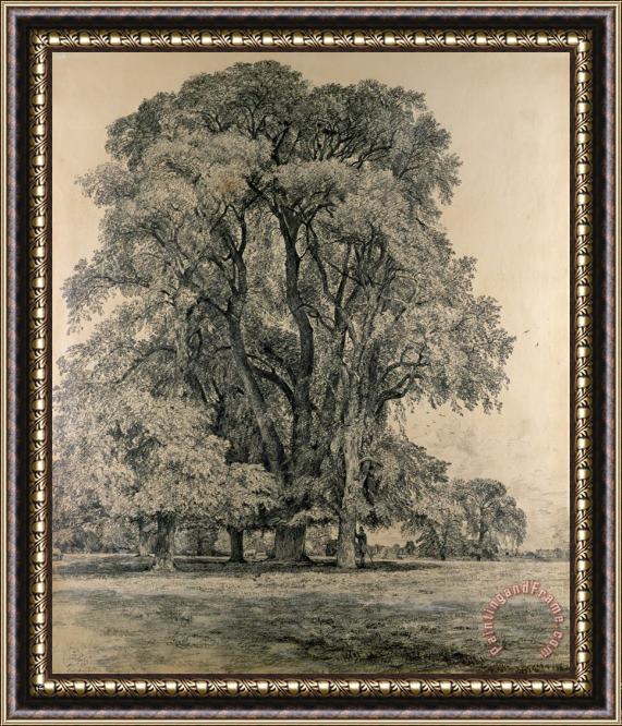 John Constable Elm trees in Old Hall Park Framed Print