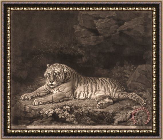 John Dixon A Tigress Framed Print