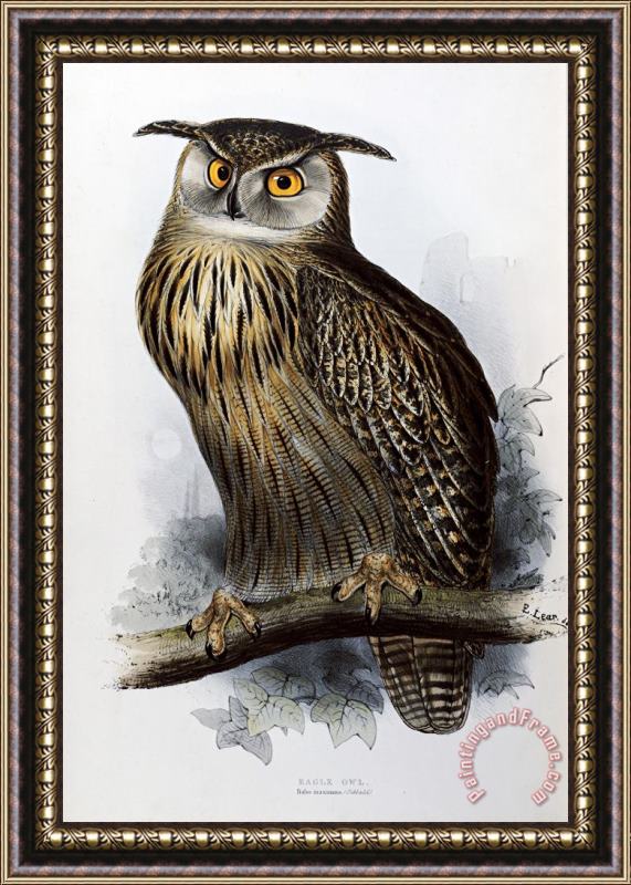 John Gould Eagle Owl Framed Painting
