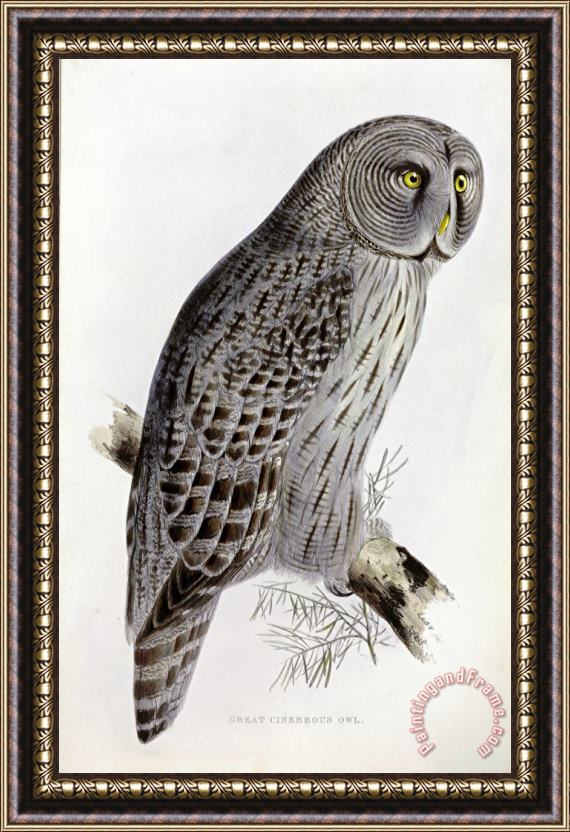 John Gould Great Cinereous Owl Framed Print