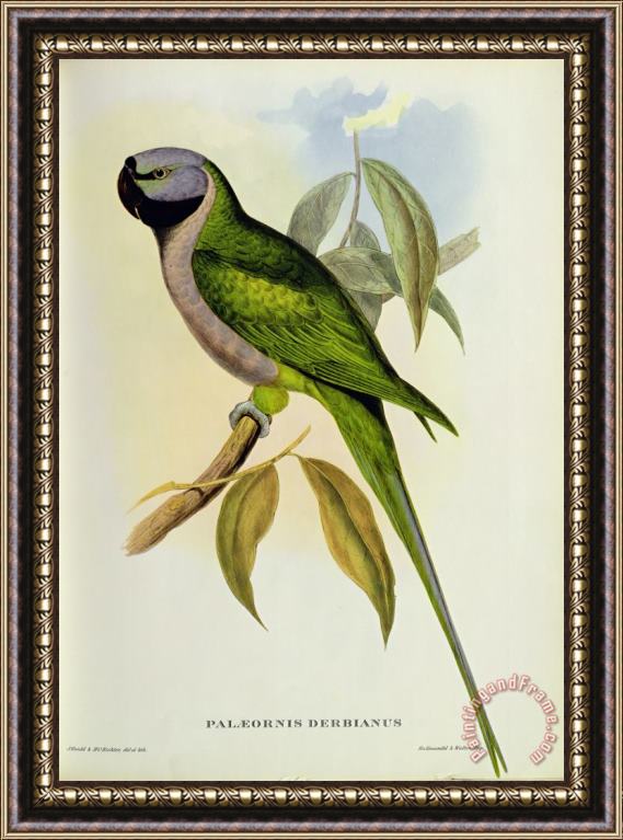John Gould Parakeet Framed Painting