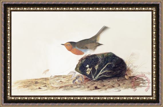 John James Audubon A Robin Perched on a Mossy Stone Framed Painting