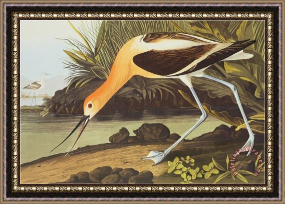 John James Audubon American Avocet Framed Print