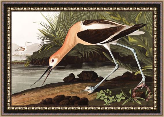 John James Audubon American Avocet Framed Painting