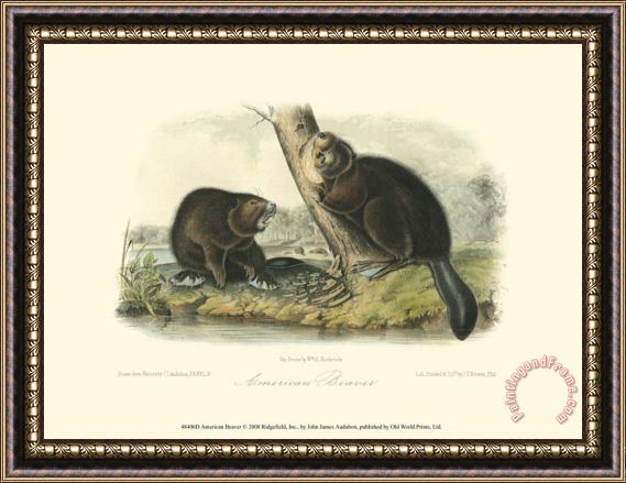 John James Audubon American Beaver Framed Painting