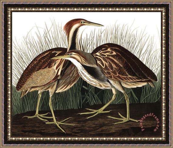 John James Audubon American Bittern Framed Painting