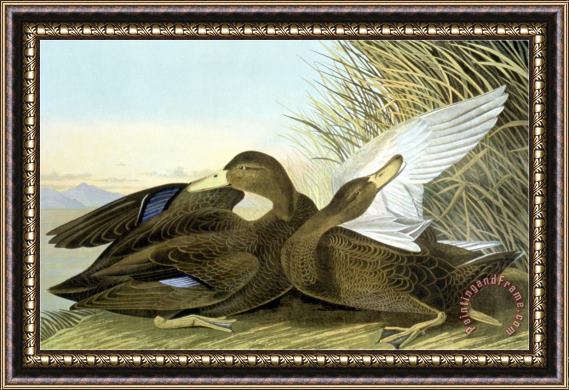 John James Audubon American Black Or Dusky Framed Painting