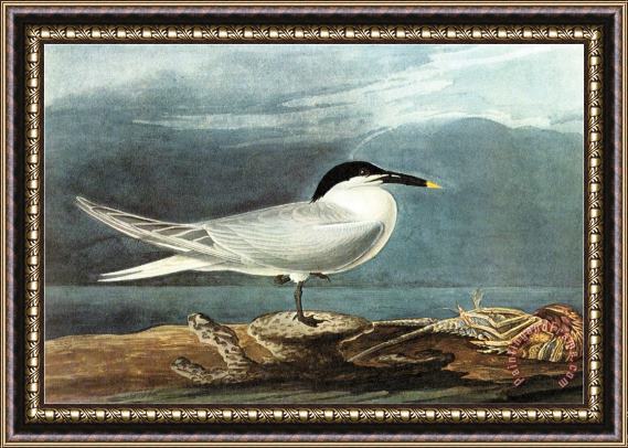 John James Audubon American Coot Framed Print