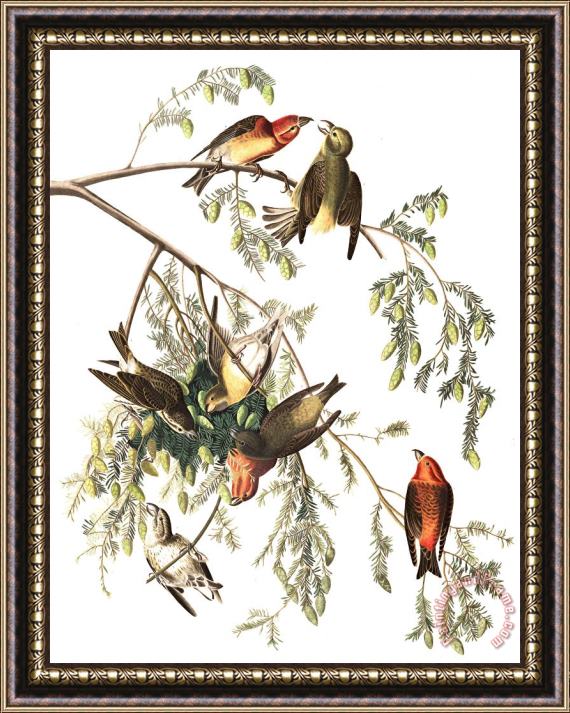 John James Audubon American Crossbill Framed Print