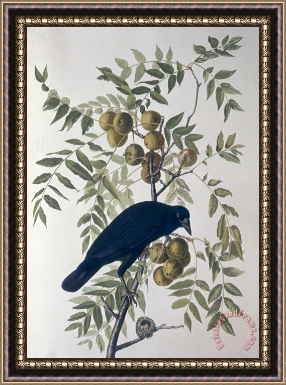 John James Audubon American Crow Framed Painting