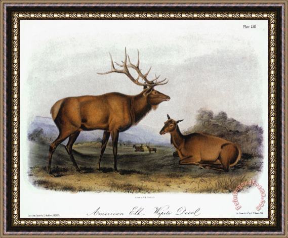 John James Audubon American Elk 1846 Framed Painting