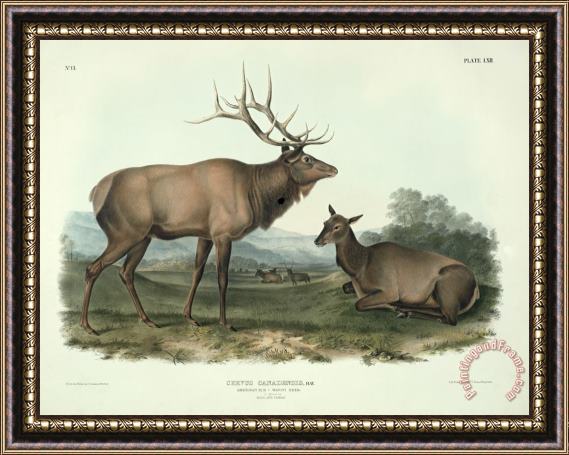John James Audubon American Elk Framed Painting