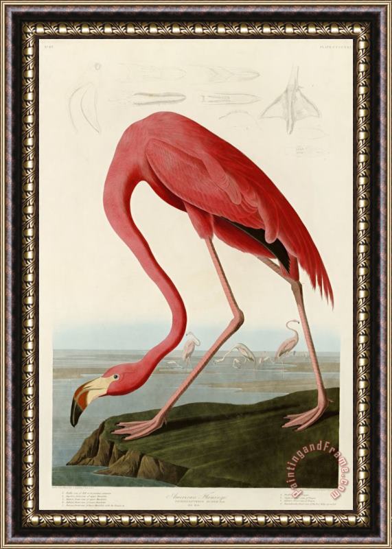 John James Audubon American Flamingo Framed Painting
