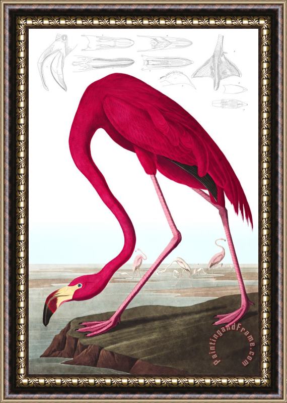 John James Audubon American Flamingo Framed Print