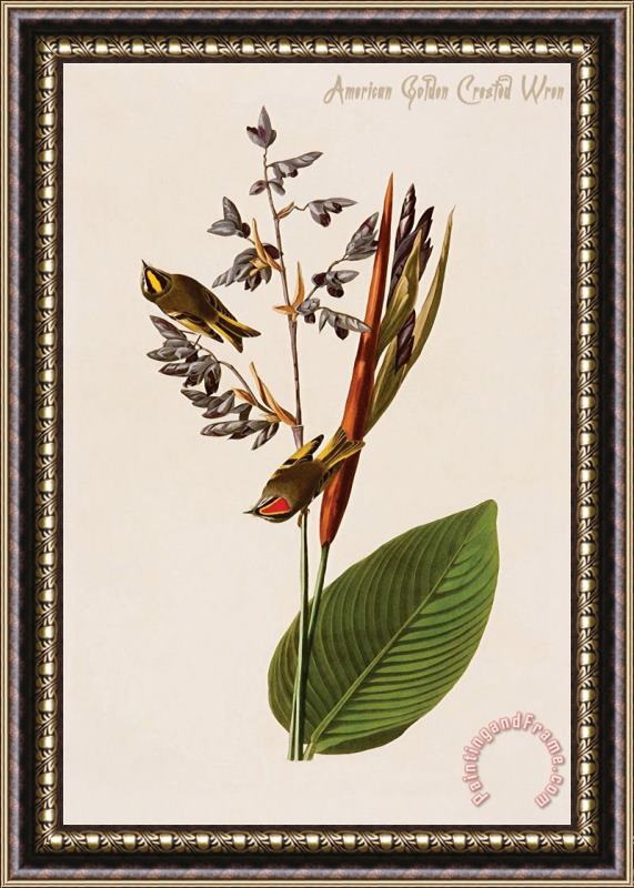 John James Audubon American Golden Crested Wren Framed Print