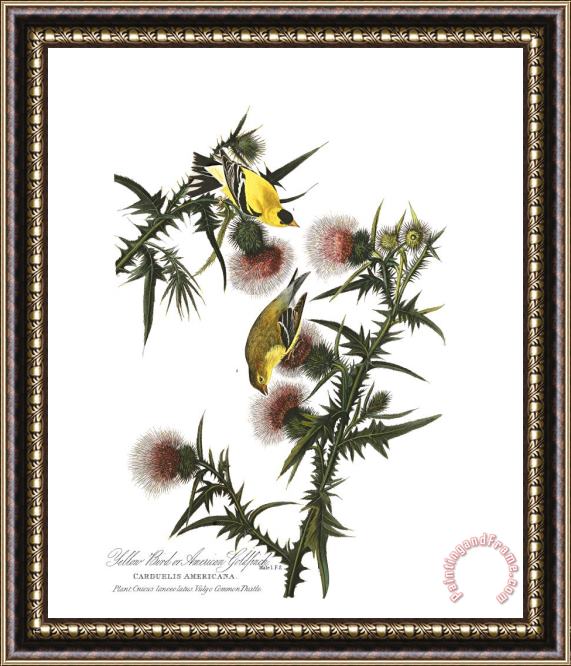 John James Audubon American Goldfinch Framed Print