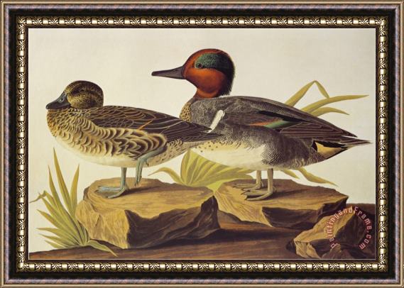 John James Audubon American Green Winged Teal Framed Painting