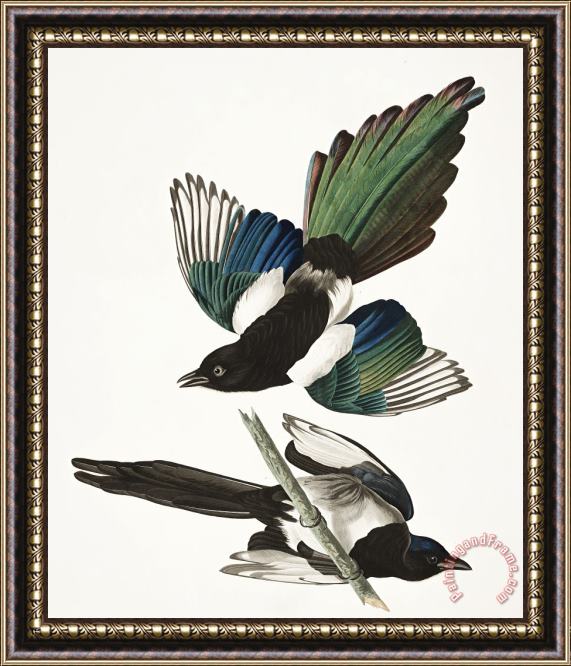 John James Audubon American Magpie Framed Print