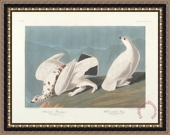 John James Audubon American Ptarmigan Framed Print