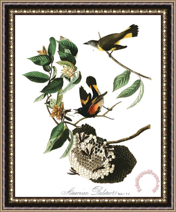 John James Audubon American Redstart Framed Print