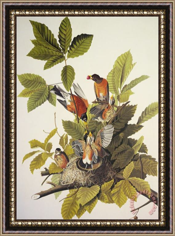 John James Audubon American Robin Framed Print