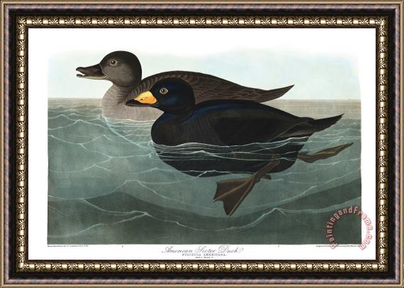 John James Audubon American Scoter Duck Framed Painting
