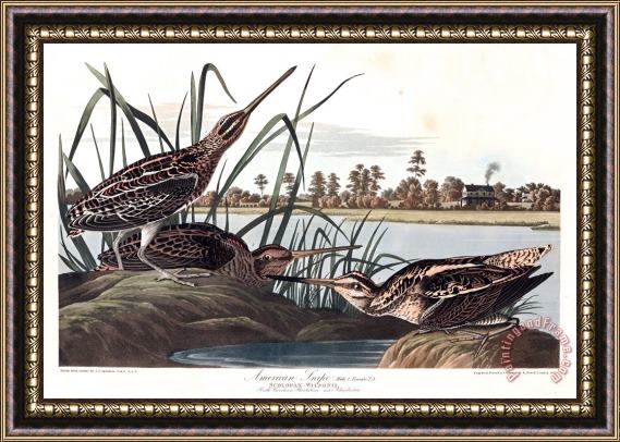 John James Audubon American Snipe Framed Painting