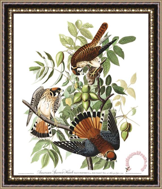 John James Audubon American Sparrow Hawk Framed Painting