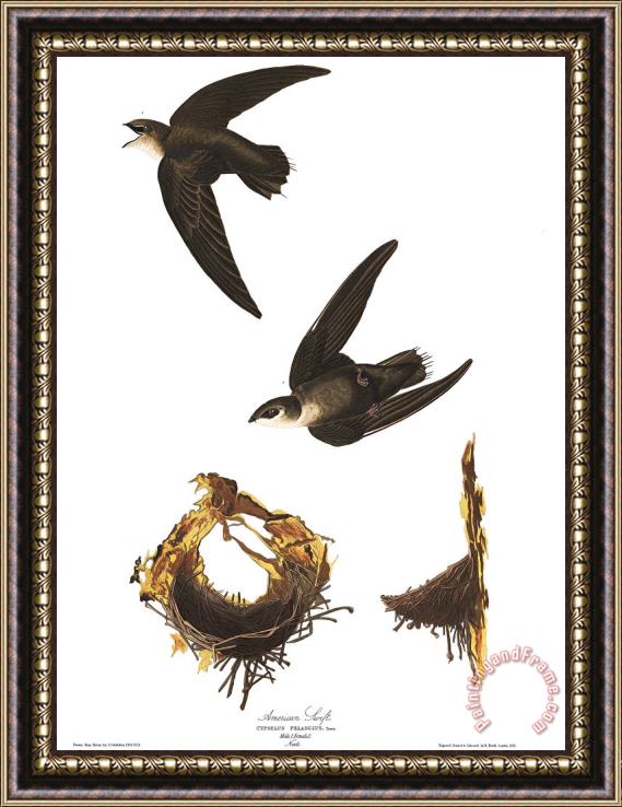 John James Audubon American Swift Framed Painting