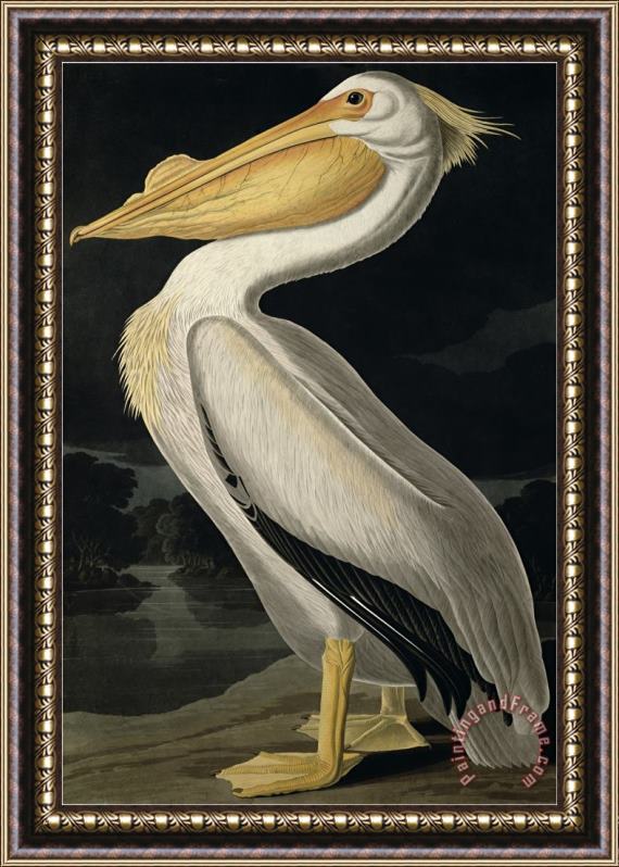 John James Audubon American White Pelican From Birds of America Engraved by Robert Havell Framed Painting