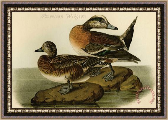 John James Audubon American Widgeon Framed Painting