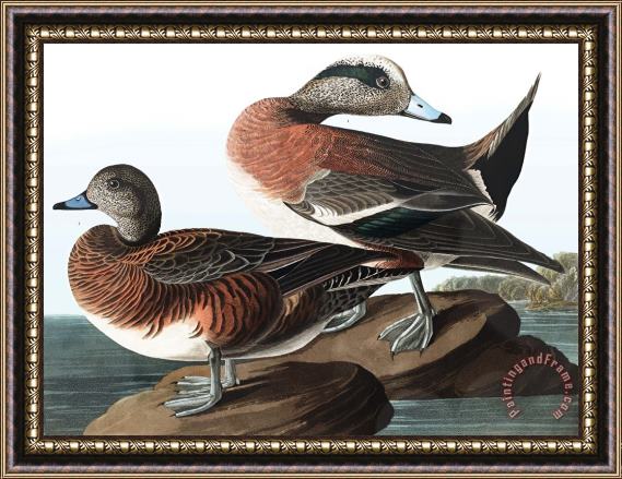 John James Audubon American Widgeon Framed Print